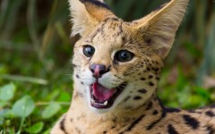 Desktop image. Animals. ID:85845