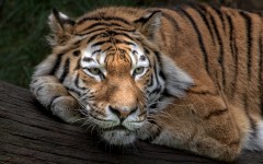 Desktop image. Animals. ID:85861