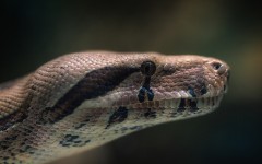 Desktop image. Animals. ID:85946
