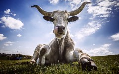 Desktop image. Animals. ID:85955
