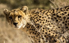 Desktop image. Animals. ID:85959