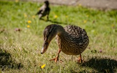 Desktop image. Animals. ID:85966