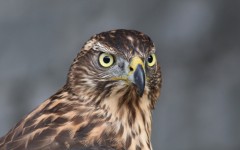 Desktop image. Animals. ID:85998