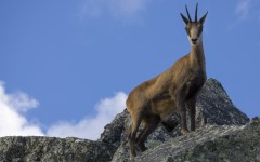 Desktop image. Animals. ID:86032