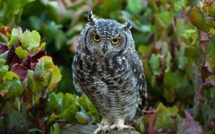 Desktop image. Animals. ID:86040