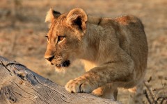 Desktop image. Animals. ID:86195