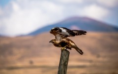 Desktop image. Animals. ID:86196