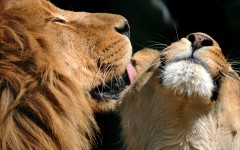 Desktop image. Animals. ID:86226