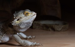 Desktop image. Animals. ID:86266