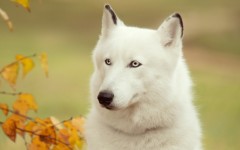 Desktop image. Animals. ID:86278