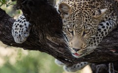 Desktop image. Animals. ID:86281