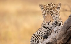 Desktop image. Animals. ID:86282