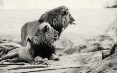 Desktop image. Animals. ID:86322