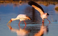 Desktop image. Animals. ID:86371