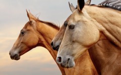Desktop image. Animals. ID:86451