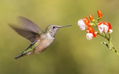 Desktop image. Animals. ID:86464