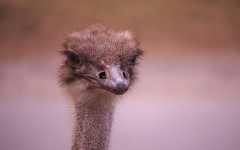 Desktop image. Animals. ID:86467