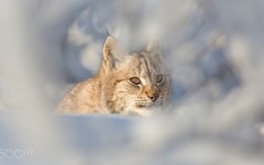 Desktop image. Animals. ID:86468