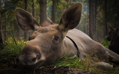 Desktop image. Animals. ID:86474