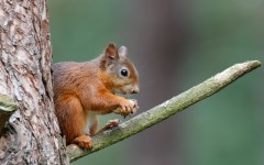 Desktop image. Animals. ID:86491