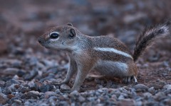 Desktop image. Animals. ID:86502