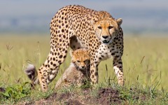 Desktop image. Animals. ID:86528