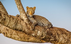 Desktop image. Animals. ID:86529