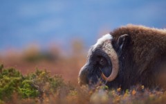 Desktop image. Animals. ID:86539