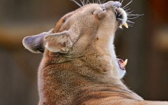 Desktop image. Animals. ID:86548