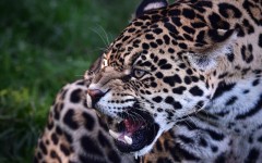 Desktop image. Animals. ID:86570
