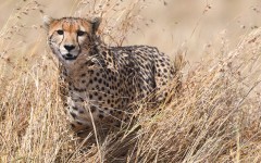 Desktop image. Animals. ID:86601