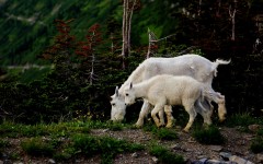 Desktop image. Animals. ID:86607