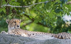 Desktop image. Animals. ID:86616