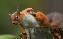 Desktop image. Animals. ID:86625