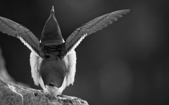 Desktop image. Animals. ID:86763