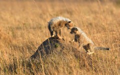 Desktop image. Animals. ID:86791