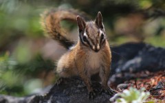 Desktop image. Animals. ID:86810