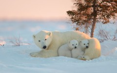Desktop image. Animals. ID:86833