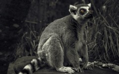 Desktop image. Animals. ID:86837