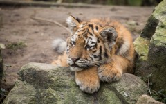 Desktop image. Animals. ID:86901