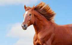 Desktop image. Animals. ID:86902
