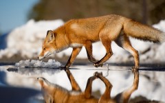 Desktop image. Animals. ID:86923