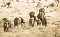 Desktop image. Animals. ID:86956