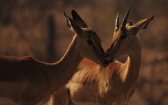 Desktop image. Animals. ID:86965