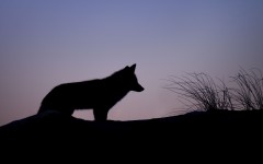 Desktop image. Animals. ID:86989