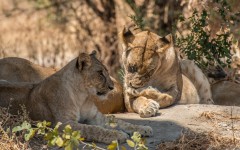 Desktop image. Animals. ID:87015