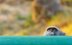 Desktop image. Animals. ID:87028