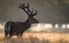 Desktop image. Animals. ID:87047