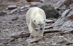 Desktop image. Animals. ID:87059