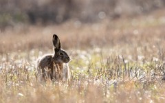Desktop image. Animals. ID:87064